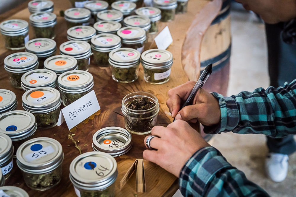 Emerald Cup Harvest Ball: The 2021 Lineup