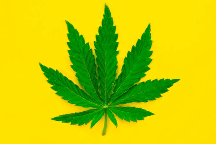 These 15 States Might Legalize Cannabis In 2022