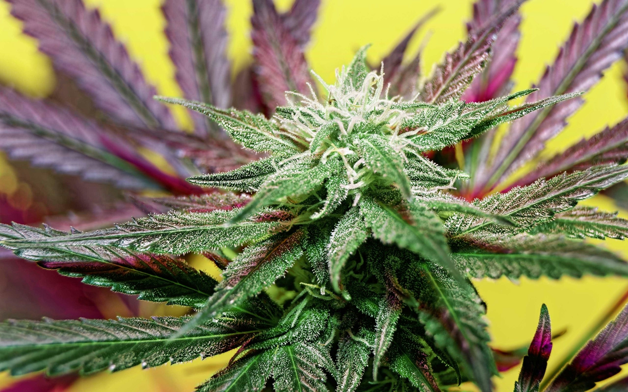 Japan Tightens Cannabis Laws