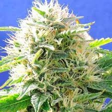 Getting High To Avoid Being Down: 5 Uplifting Strains To Help Combat Depression