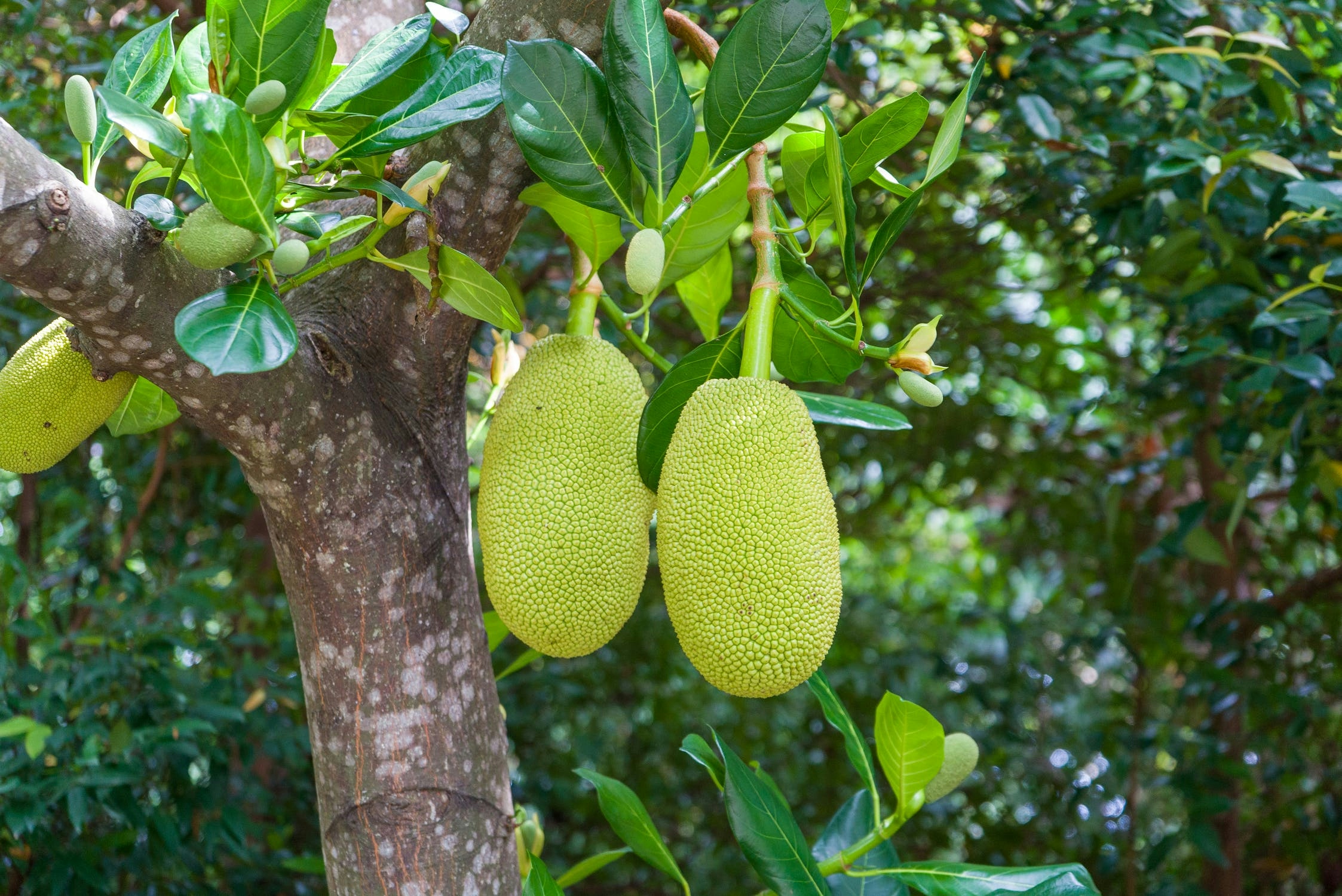 Jacked Up: This Fruit Will One Day Substitute Pork