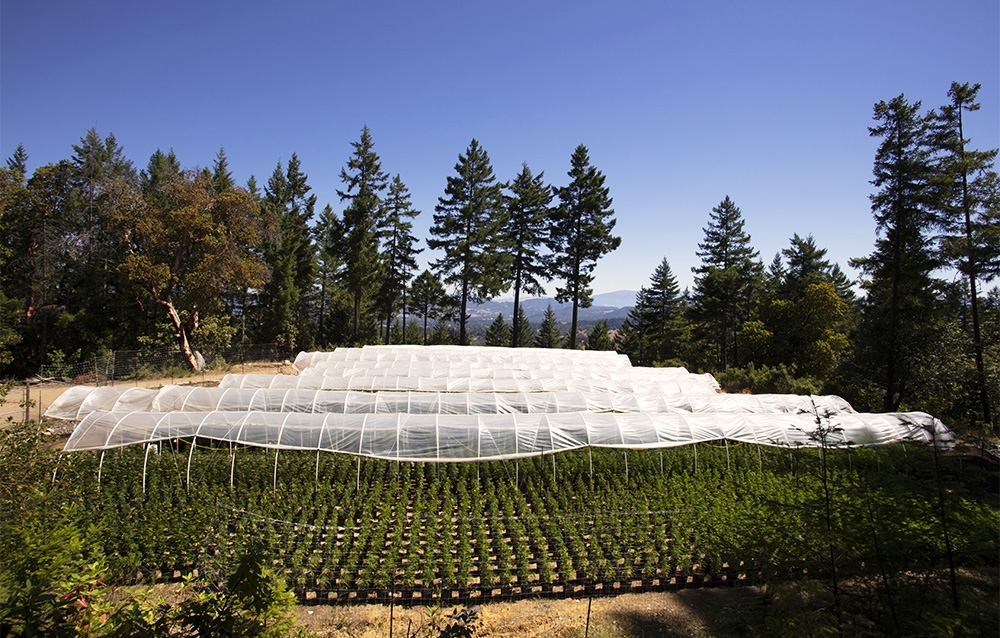 What Is Craft Cannabis & Where Does It Grow Best? [The Legend Of The Emerald Triangle]