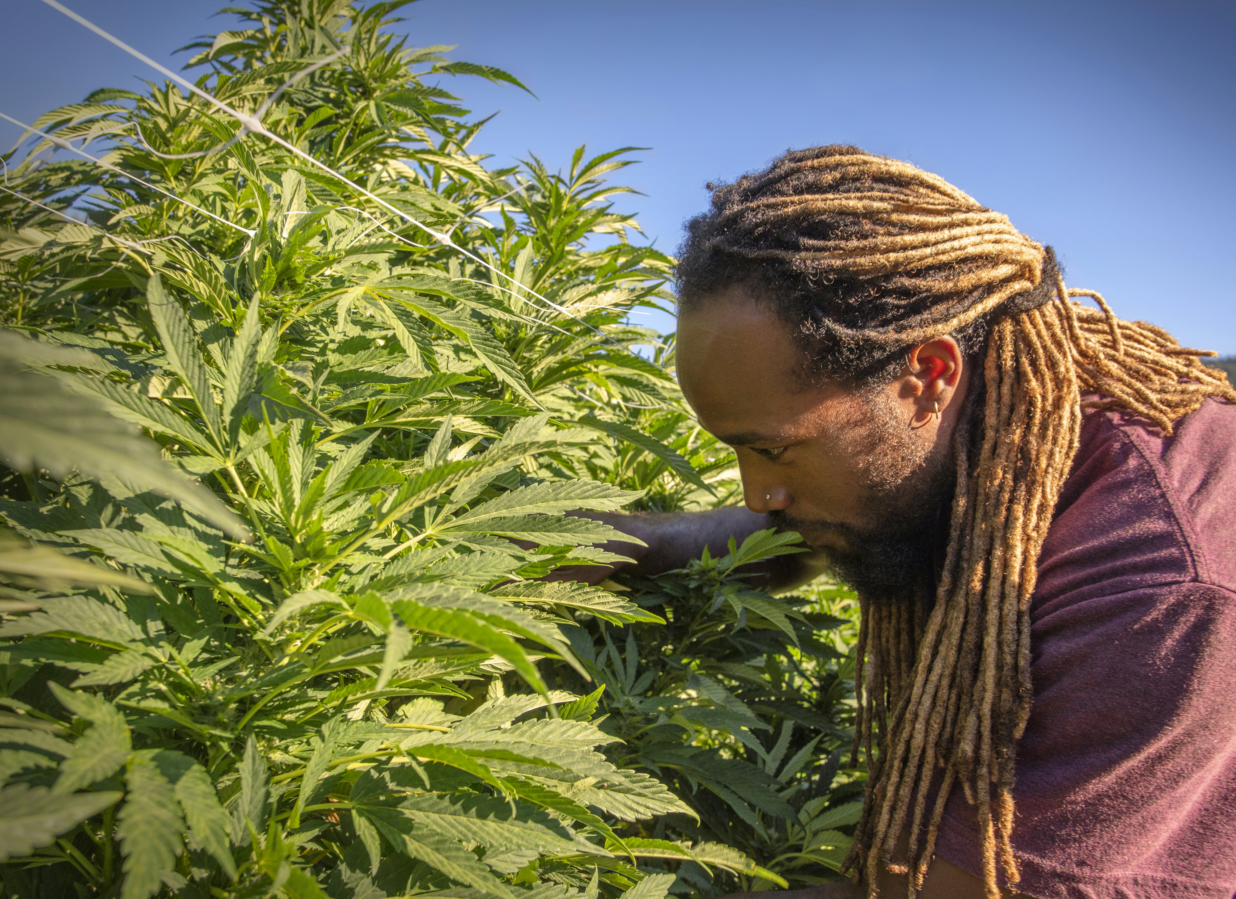 What Is Craft Cannabis & Where Does It Grow Best? [The Legend Of The Emerald Triangle]