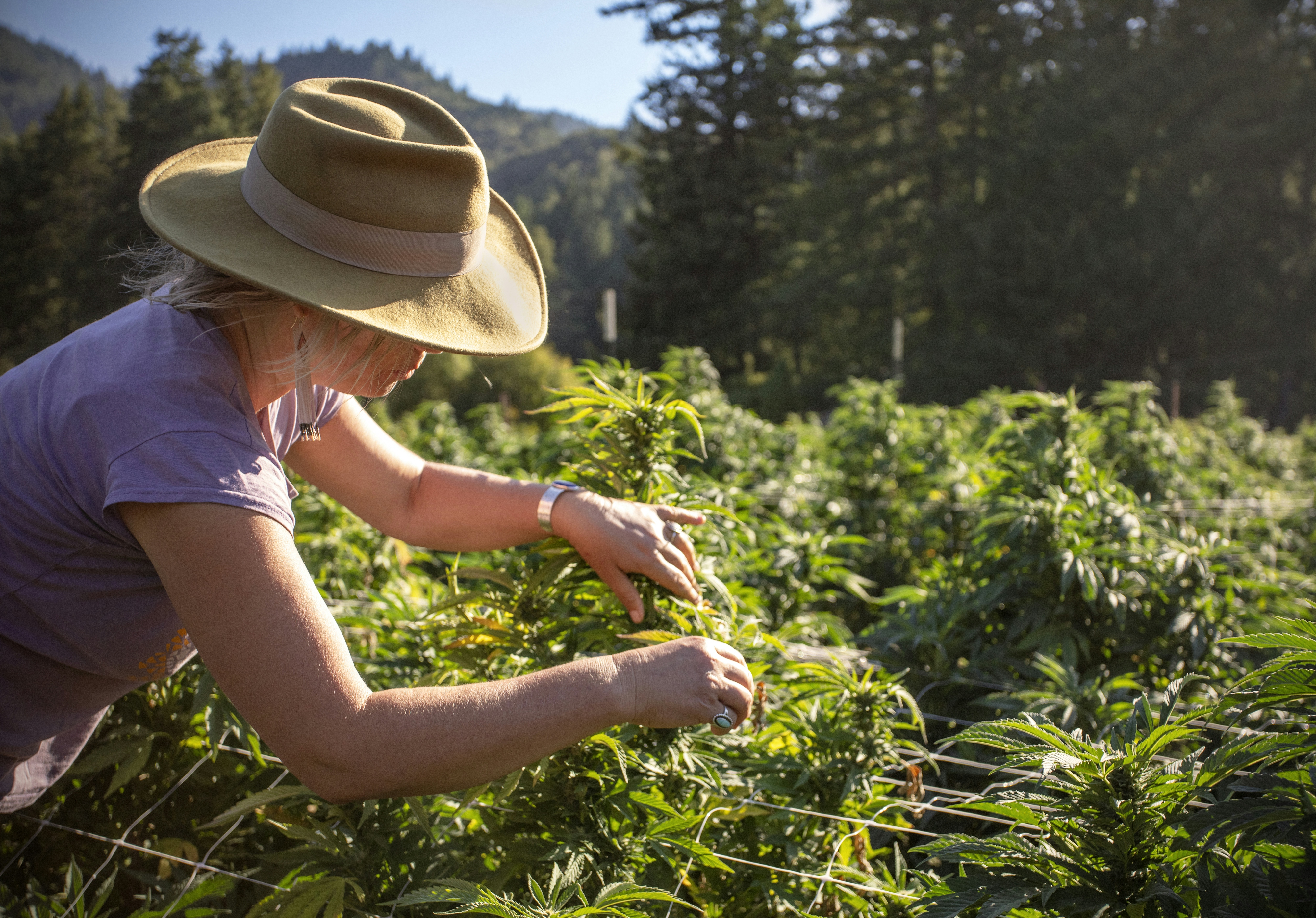 What Is Craft Cannabis & Where Does It Grow Best? [The Legend Of The Emerald Triangle]