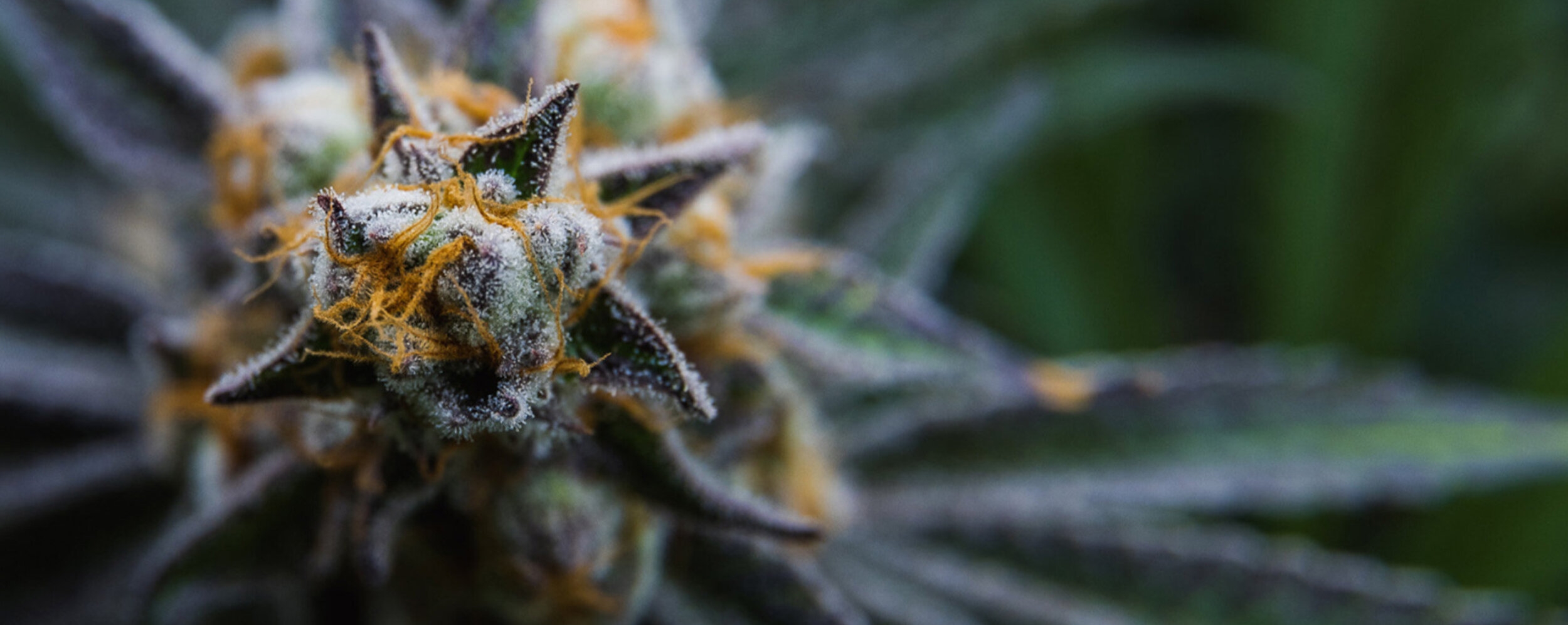 Ann Arbor: The City With The Most Dispensaries In Michigan