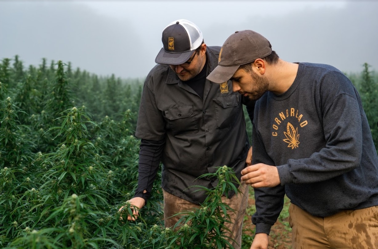 Organic CBD Gummies: Why They’re Better Than Regular Gummies