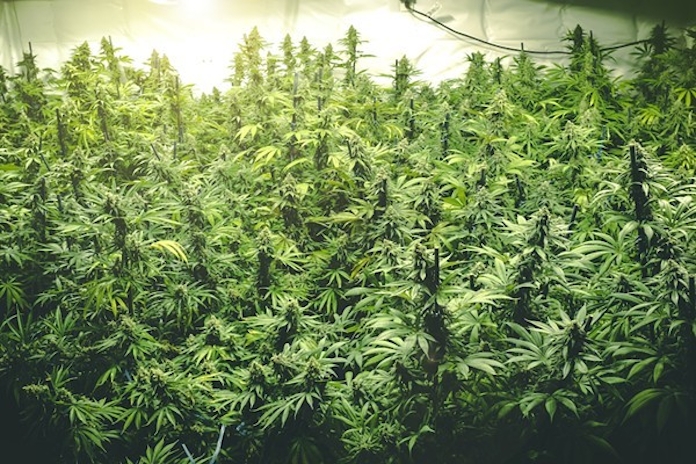 A New Republican-Led Bill To Legalize Marijuana Is Under Review
