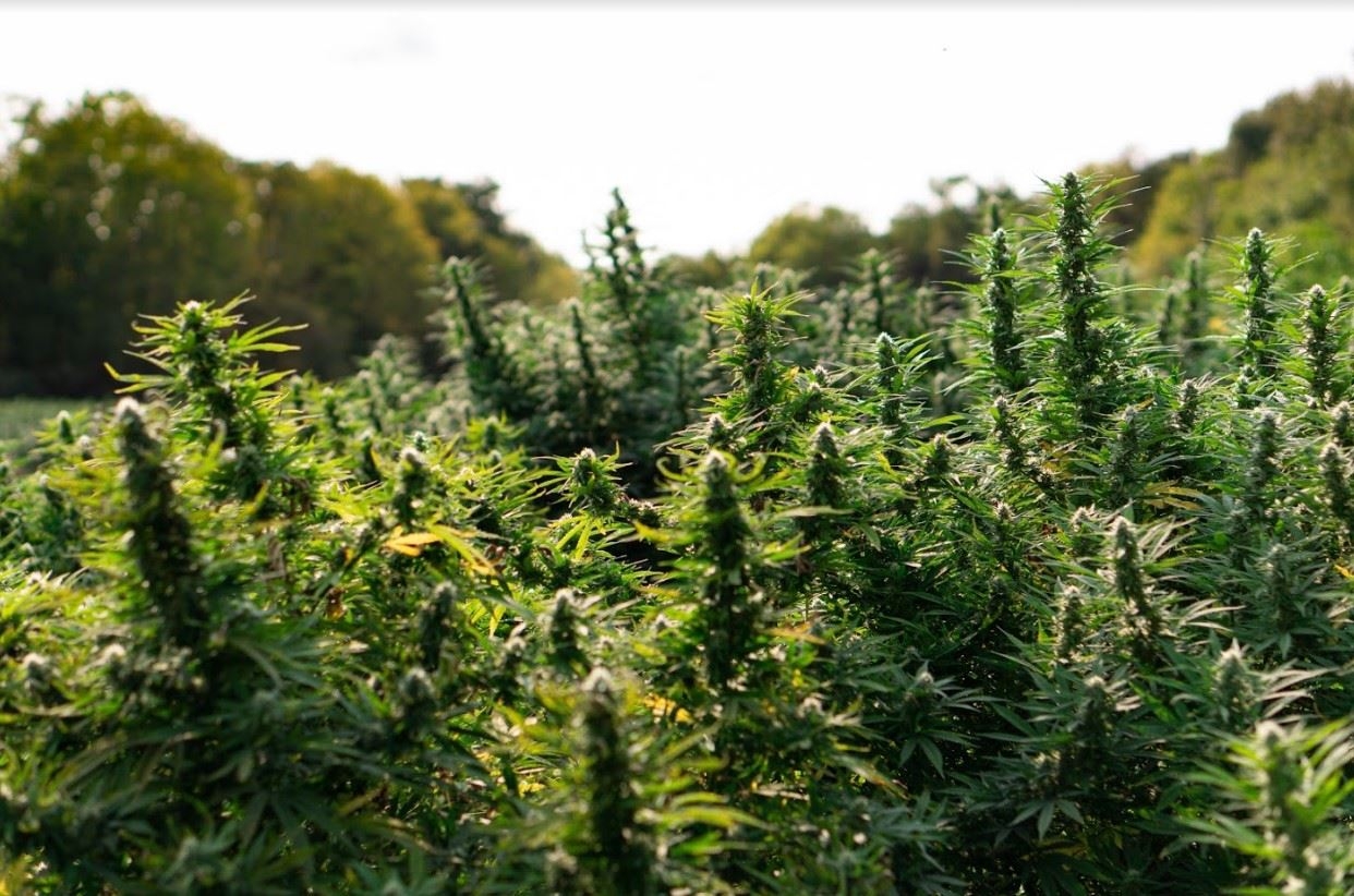 The Incredible Benefits Of Hemp Oil