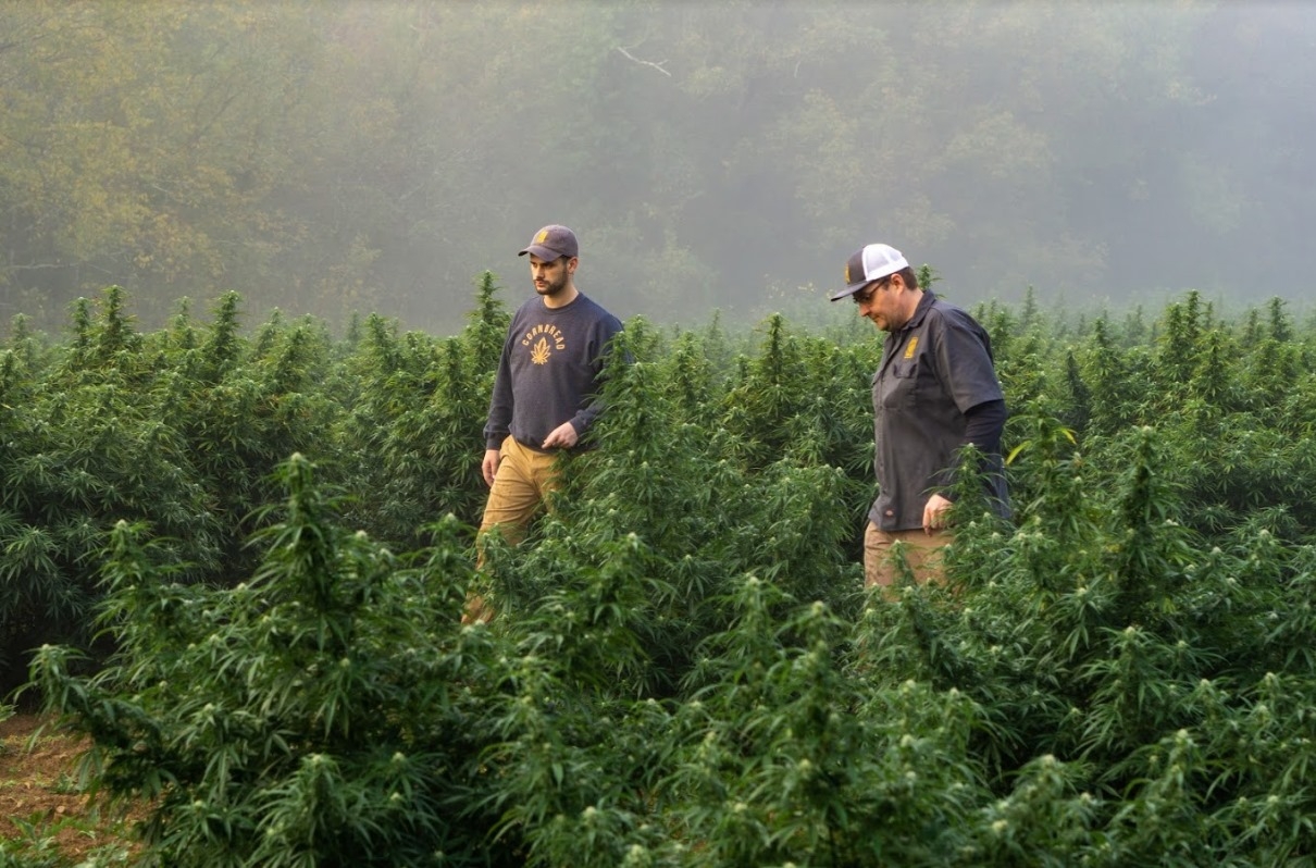 Kentucky Kush: A Short Story Of Cornbread (And The Mafia That Preceded It)