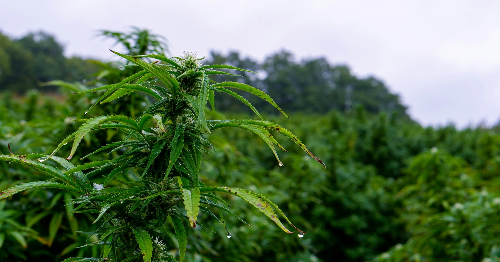 What Is The Best Way To Take Hemp Oil? We Compare The Most Popular Methods