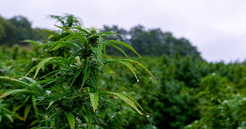 Why Kentucky Land Is Great For Whiskey And Cannabis