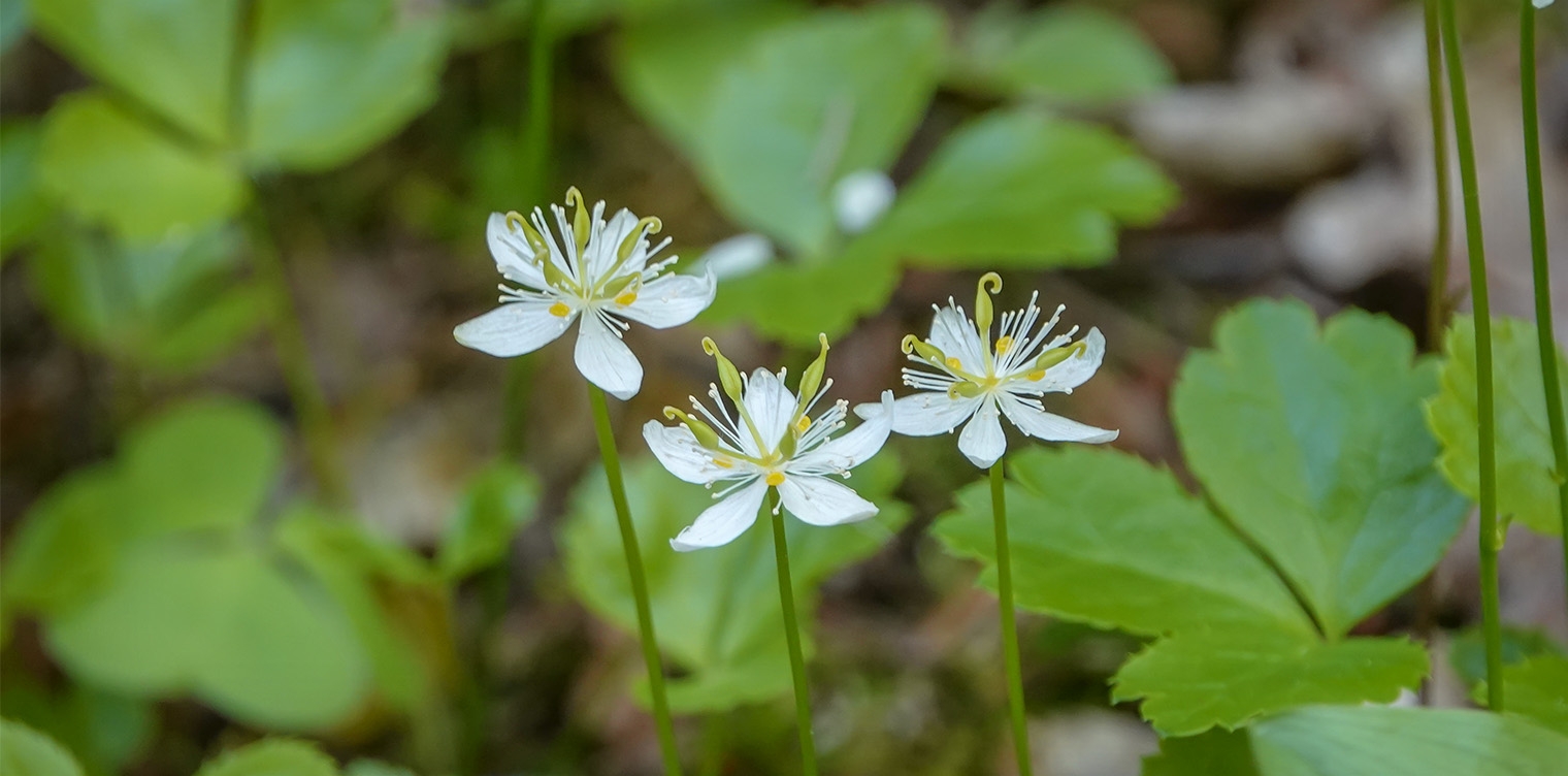 Five Things Native Americans Invented