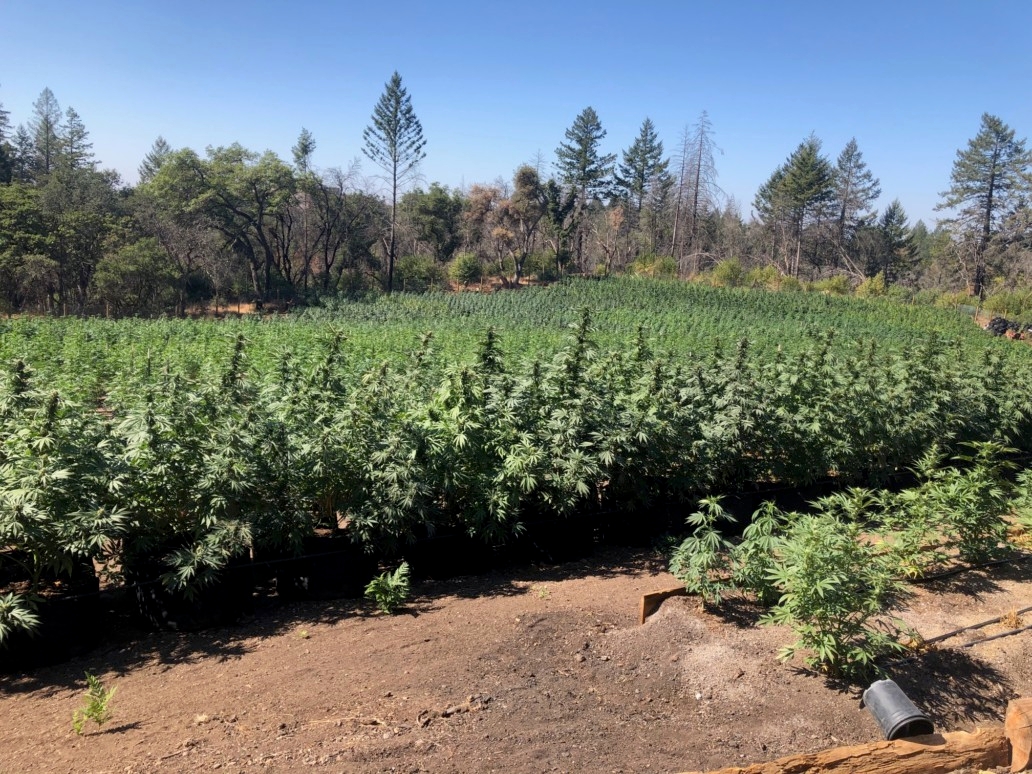 The Original Sonoma Wine And Weed Tours