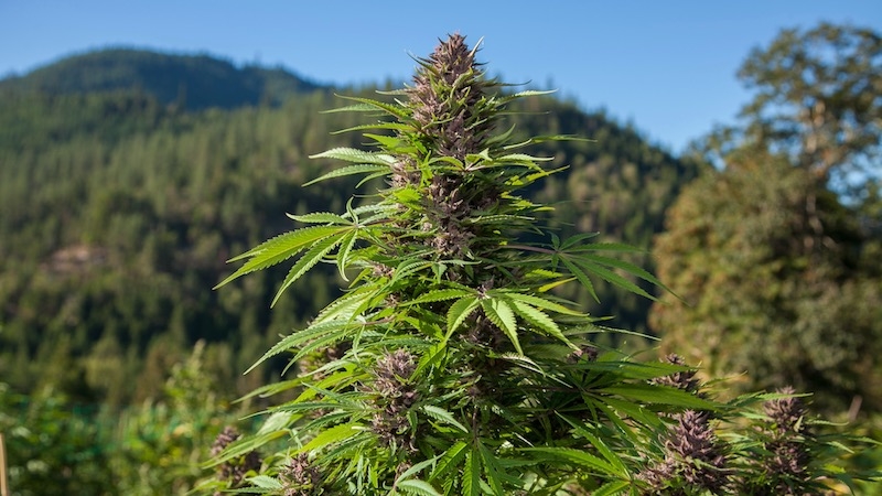 The Original Sonoma Wine And Weed Tours