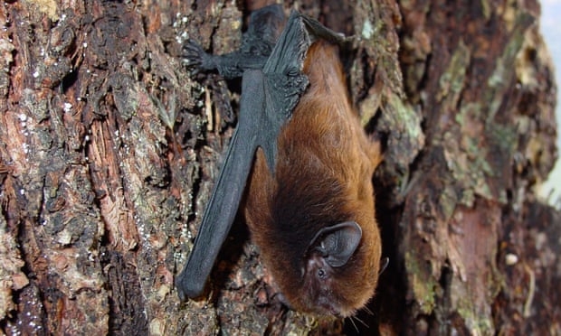 New Zealand’s Bird Of The Year Is…A Bat?