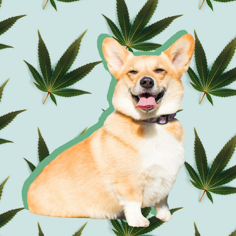 Who Let The Dogs Out? A Stoner’s Guide To Adopting Dogs