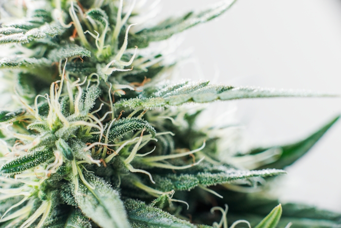 Humulene: Everything You Have To Know About The Hoppy Terpene