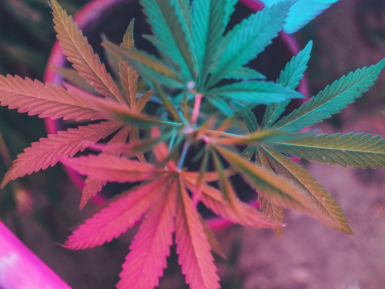 Does Cannabis Promote A Healthy Gut Microbiome?