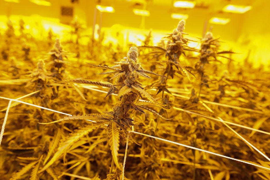 Corporate Cannabis: Curaleaf Acquires Tryke