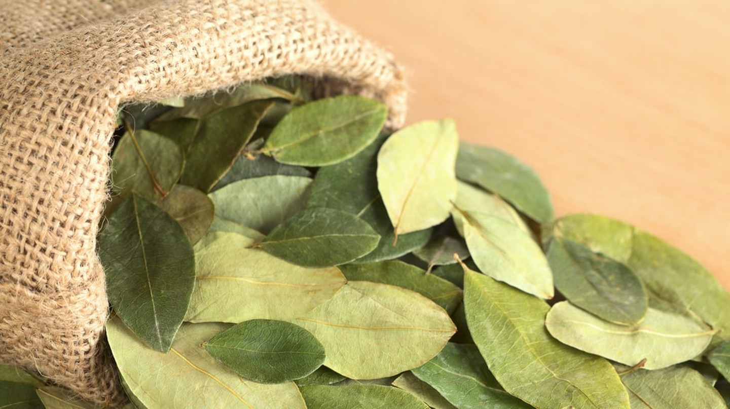 Coca Leaf: The Plant That Is Used To Make Cocaine Is A Superfood