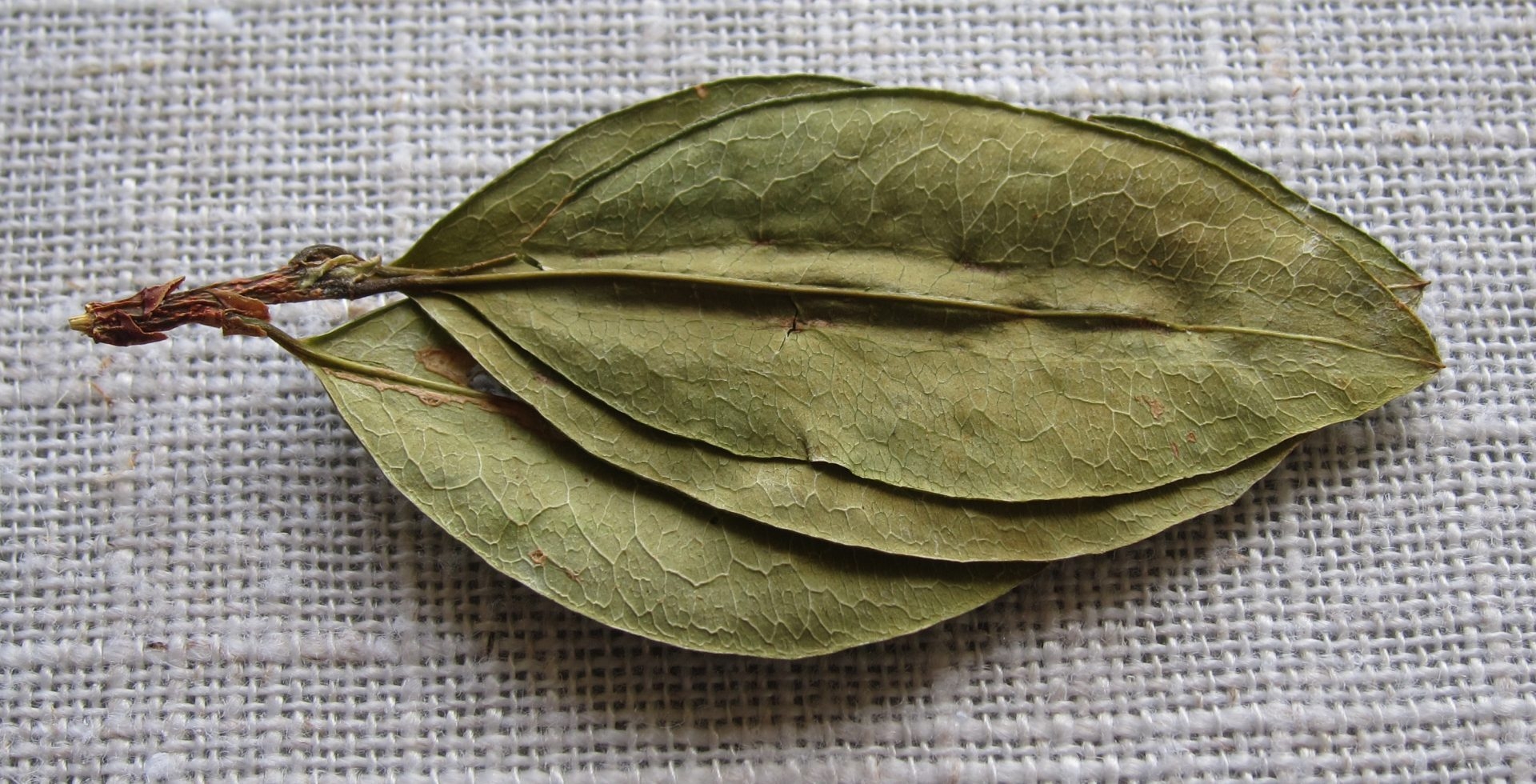 Coca Leaf: The Plant That Is Used To Make Cocaine Is A Superfood