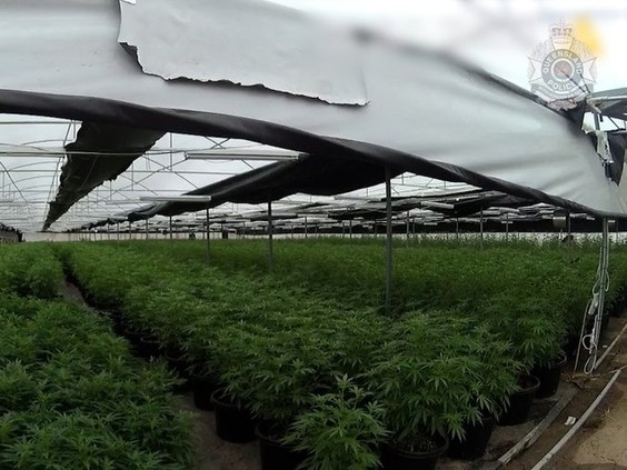 Is This The Biggest Cannabis Bust In Australia?