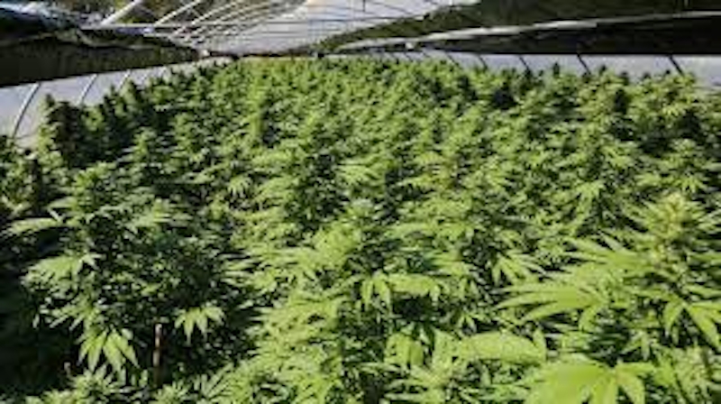 Is This The Biggest Cannabis Bust In Australia?