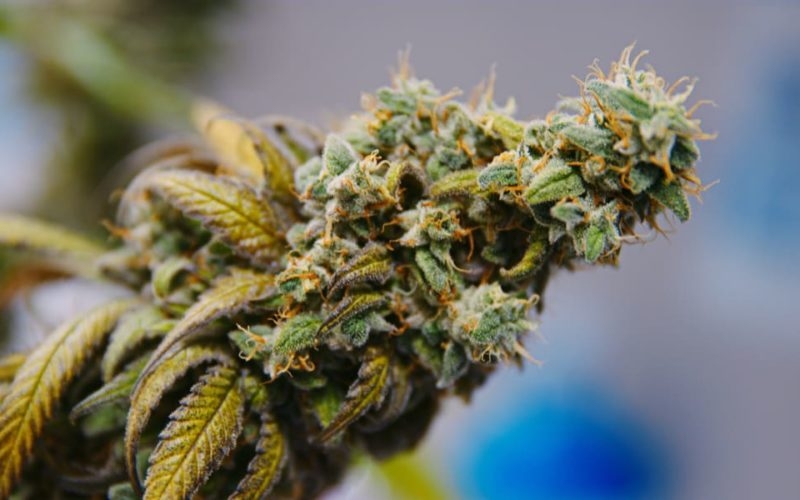 The Texas Loophole That Allows You To Buy Weed