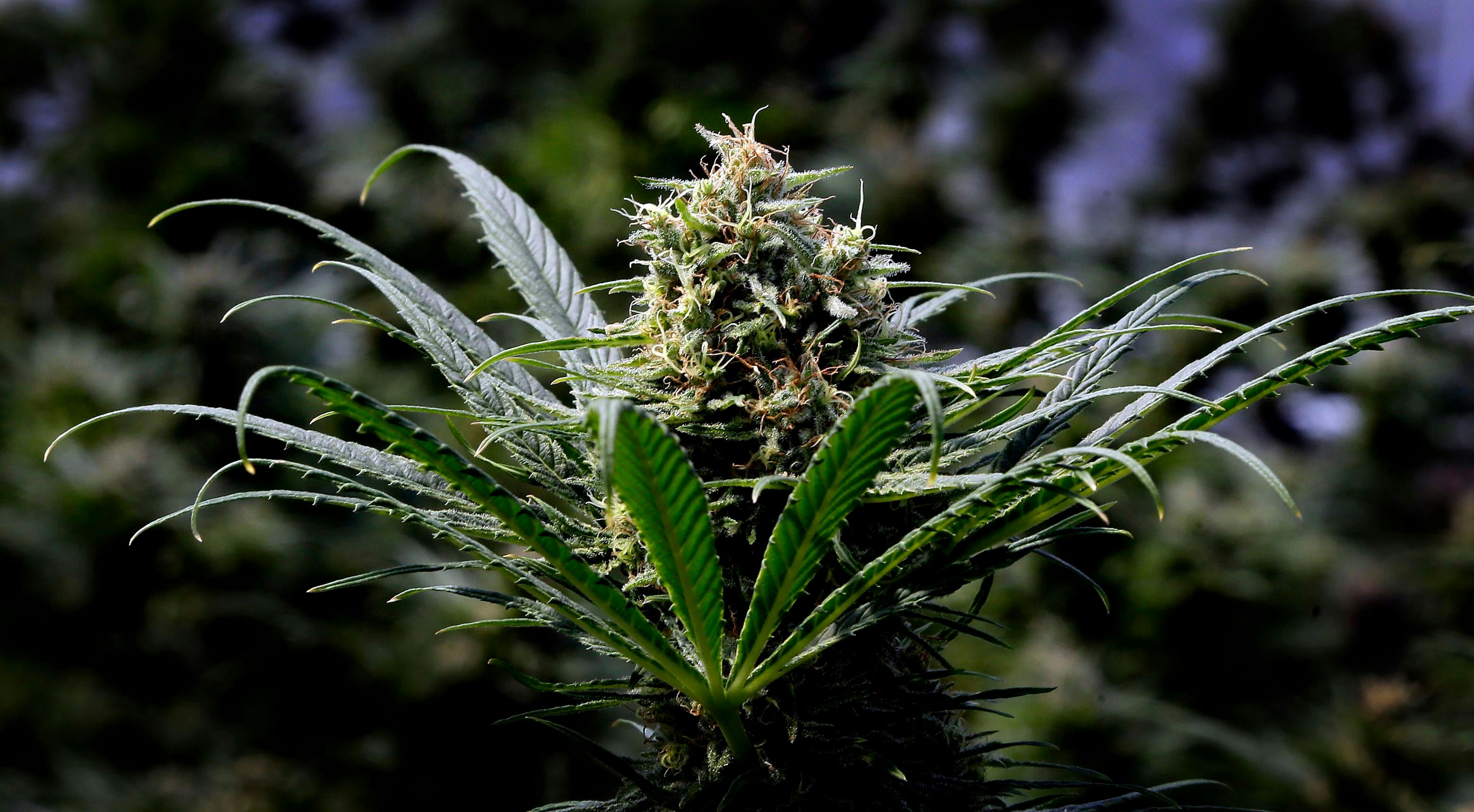 Sunday’s Windy City Smoke Up Celebrated Public Cannabis Consumption And Legalization