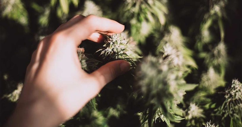 THC-O And Everything There Is To Know About It