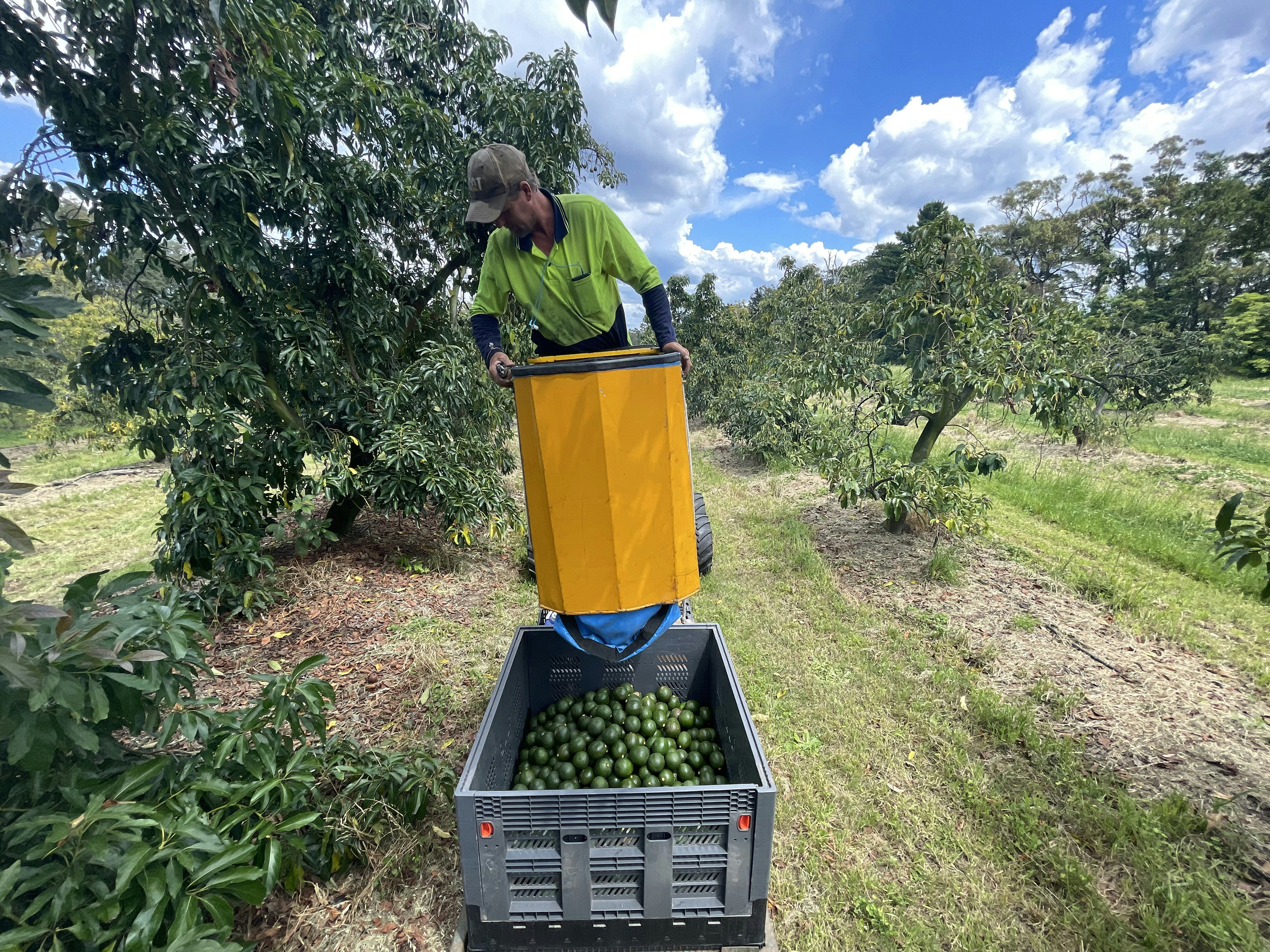 Australia Has An Avocado Problem