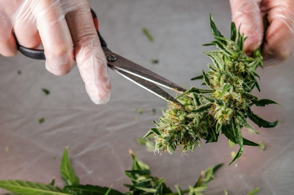 Thailand Just Announced A New International Medical Cannabis Research Center