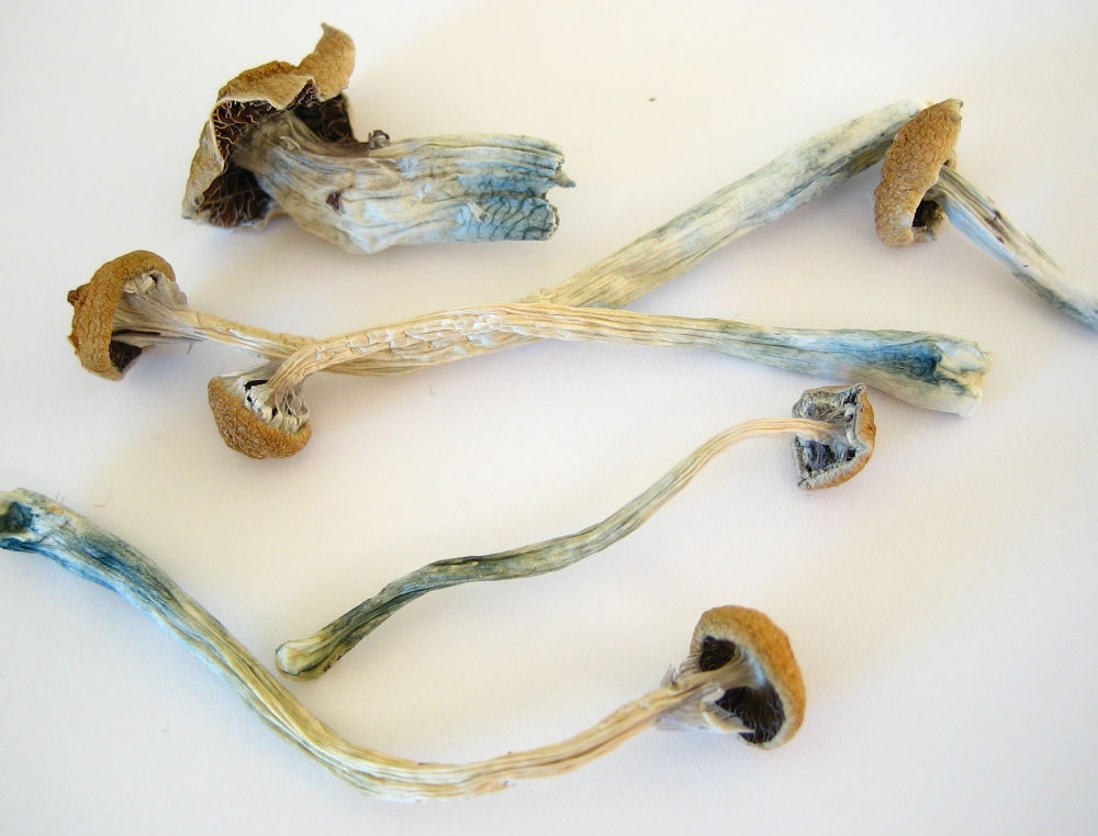 Magic Mushrooms Are Now Decriminalized In Detroit