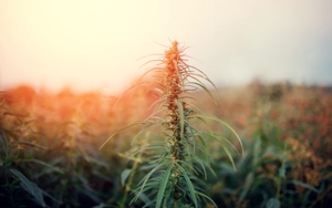 Hemp Is Being Used To Clean Toxic Mining Residues In South Africa