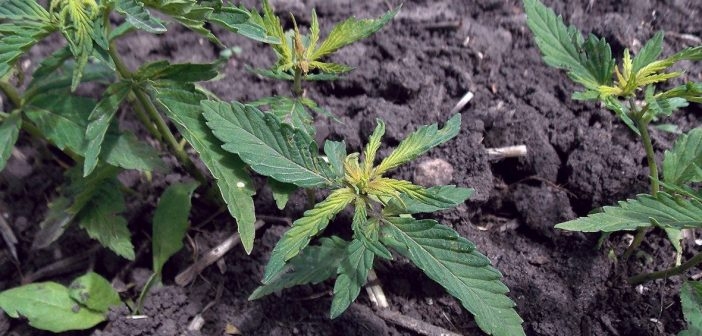 Hemp Is Being Used To Clean Toxic Mining Residues In South Africa