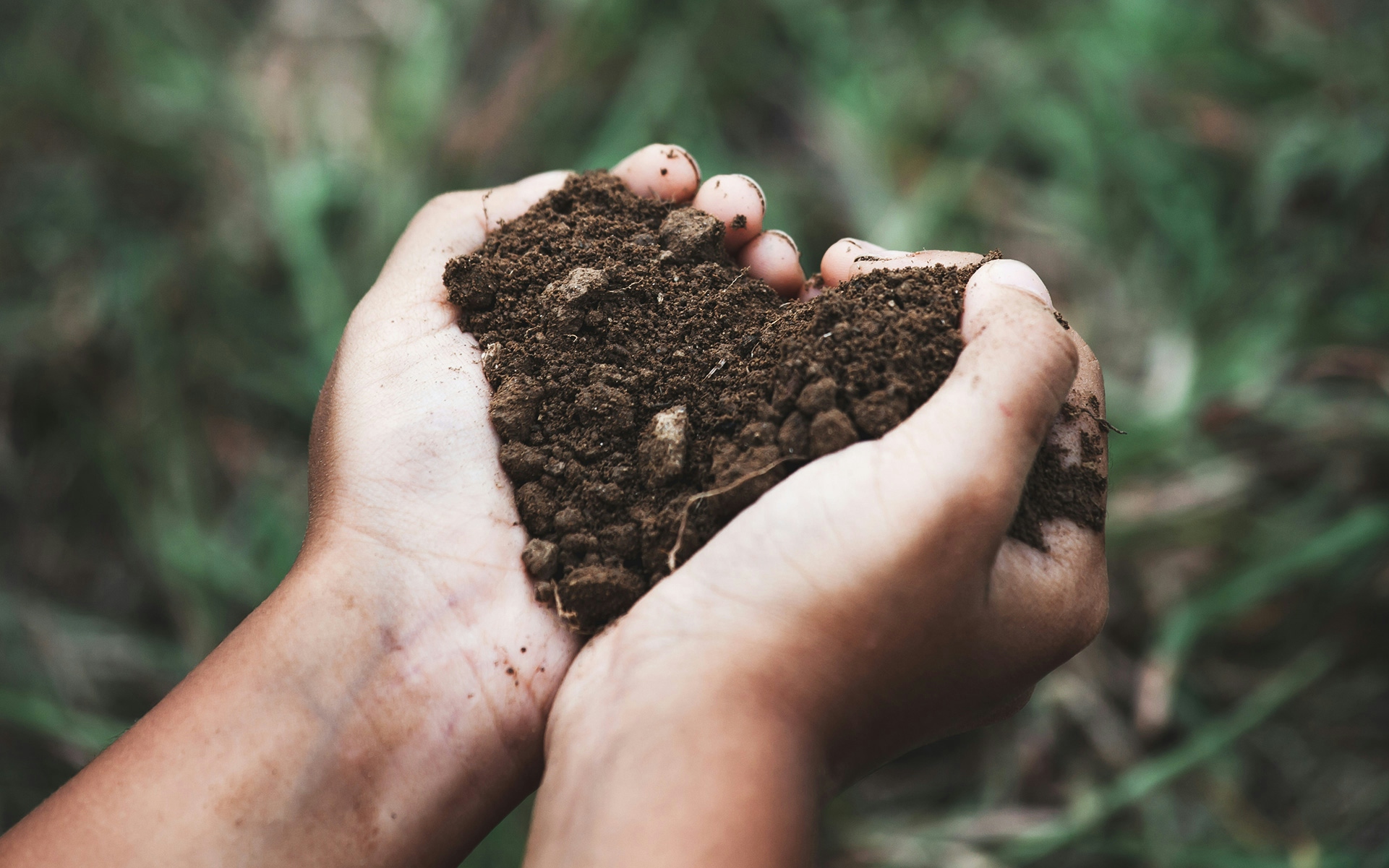 Hemp Is Being Used To Clean Toxic Mining Residues In South Africa