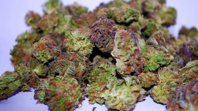 What Does Legalized Recreational Cannabis Mean For New Jersey?