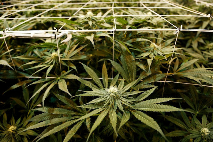 What Does Legalized Recreational Cannabis Mean For New Jersey?