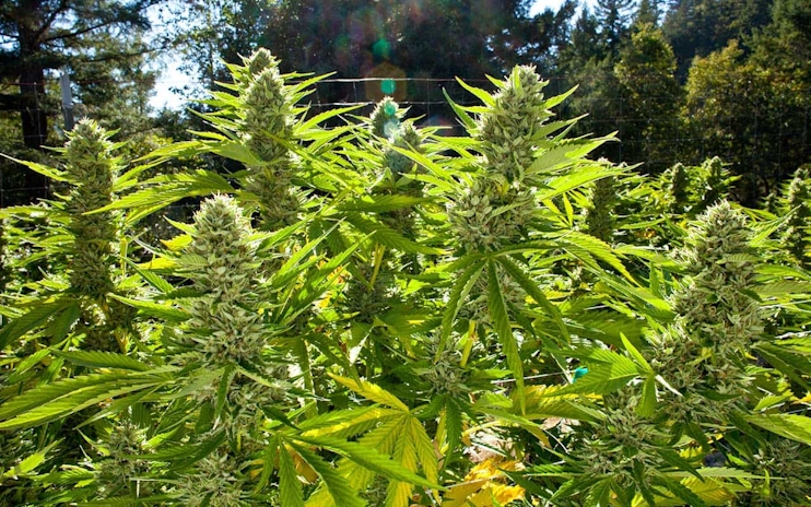 Humboldt County Is Giving Micro-Grants To Legal Cannabis Cultivators