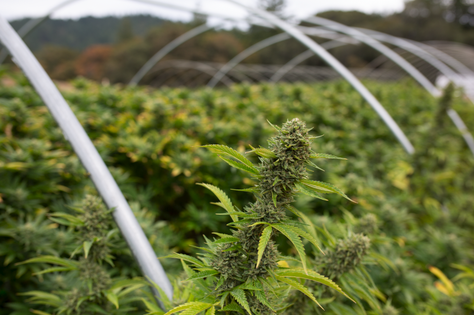 Humboldt County Is Giving Micro-Grants To Legal Cannabis Cultivators