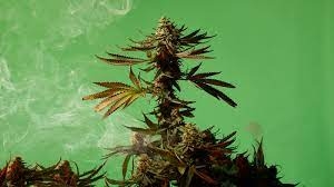 New Mexico Is Giving 1,500 Cannabis Licenses (And It’s Not Enough)