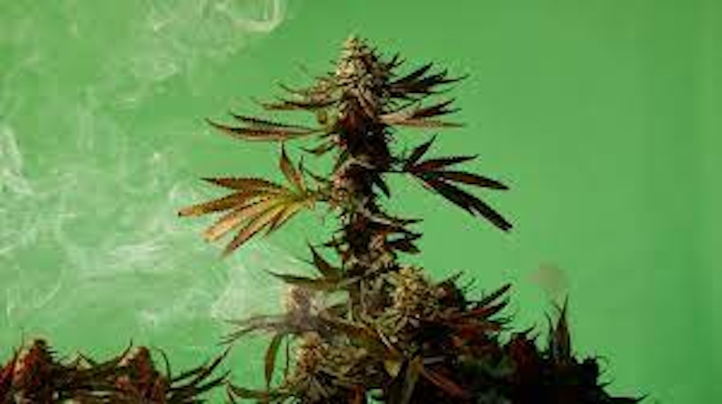 New Mexico Is Giving 1,500 Cannabis Licenses (And It’s Not Enough)