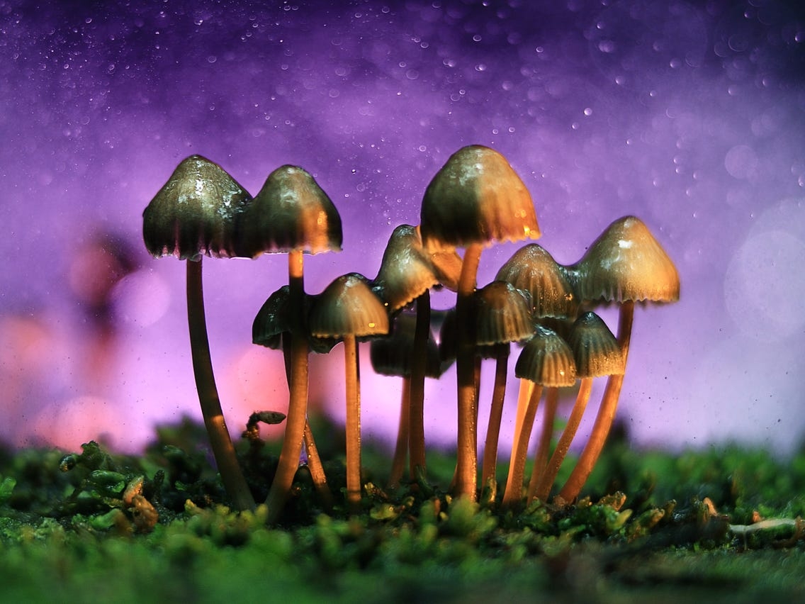 Psychedelics Are About To Change Psychiatry Forever: This Is Why
