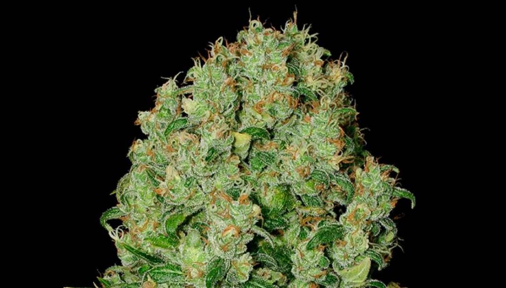 The Full Guide To The Best White Weed Strains Out There