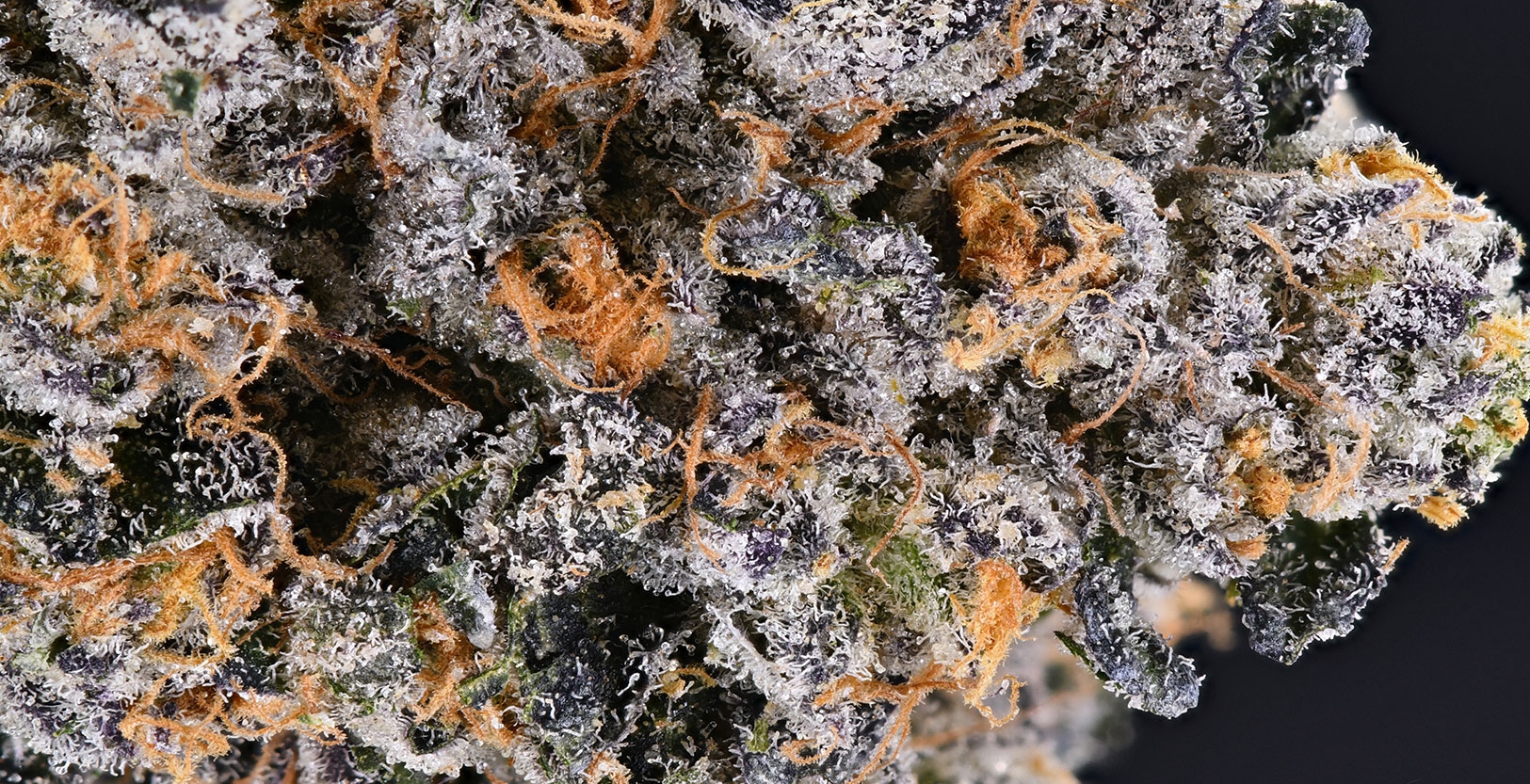 The Full Guide To The Best White Weed Strains Out There