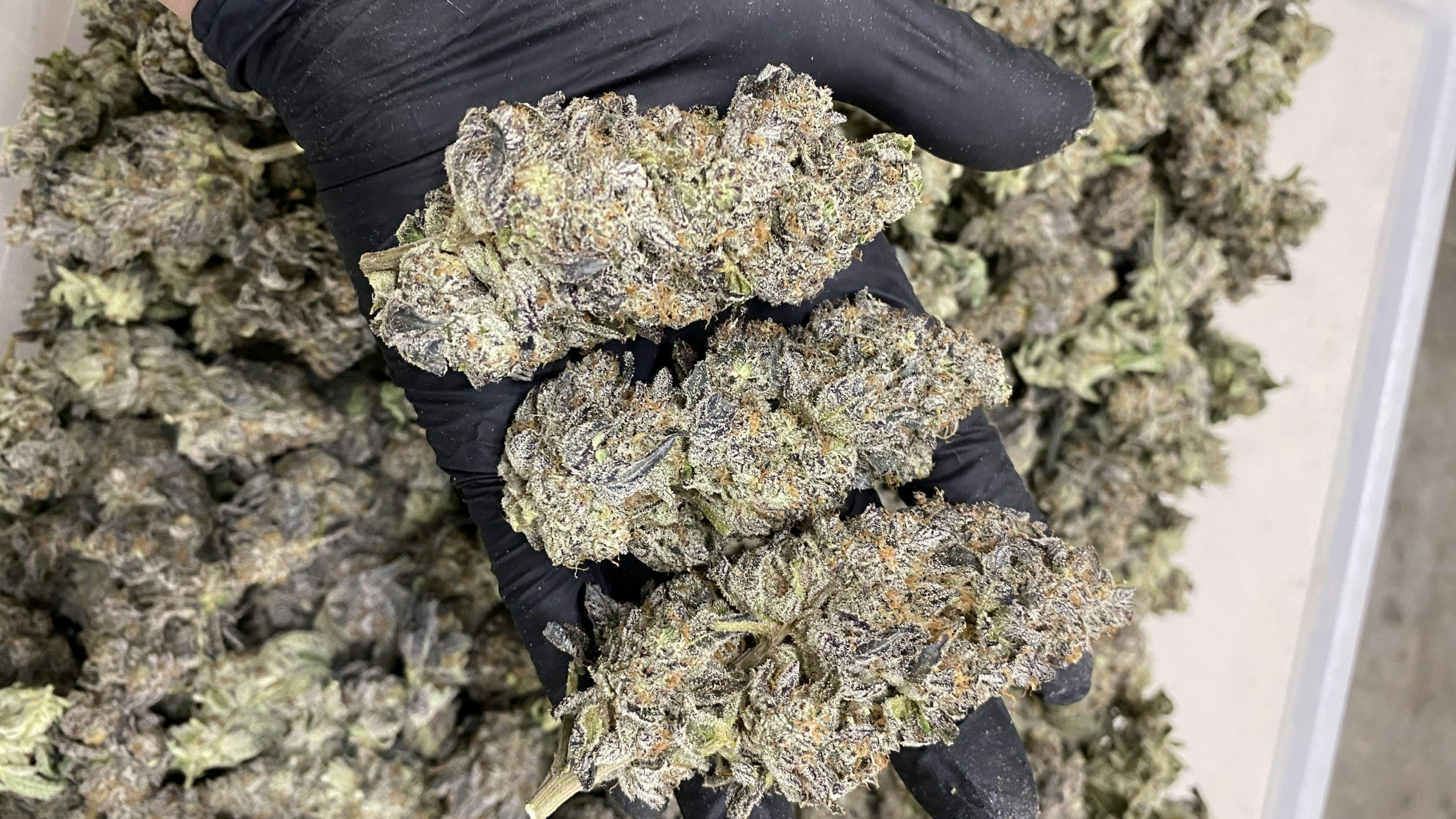 The Full Guide To The Best White Weed Strains Out There