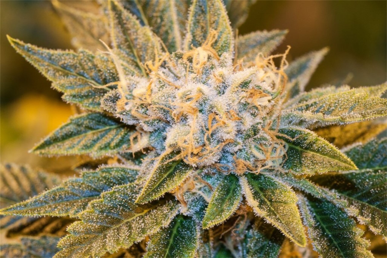 The Full Guide To The Best White Weed Strains Out There