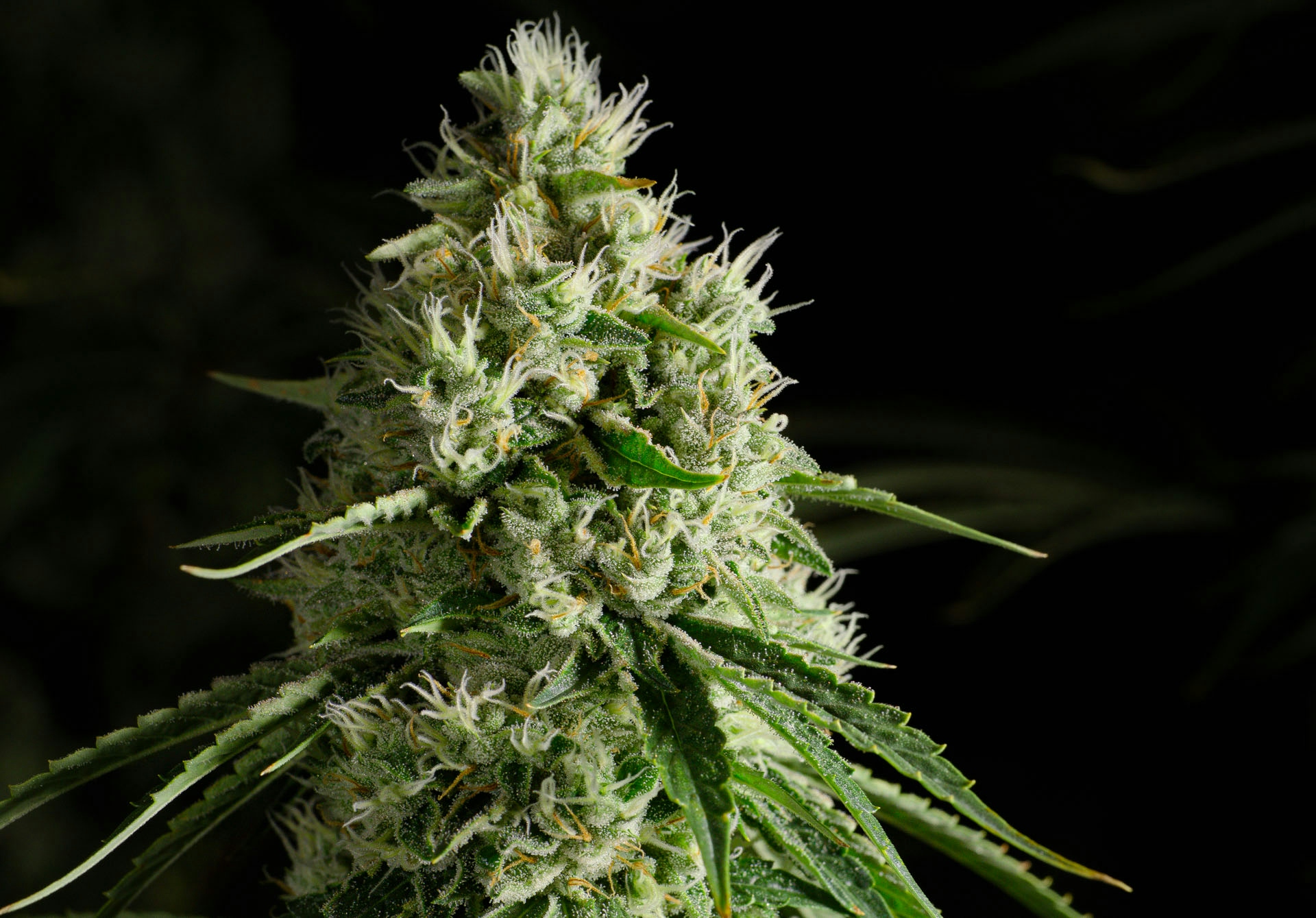 The Full Guide To The Best White Weed Strains Out There
