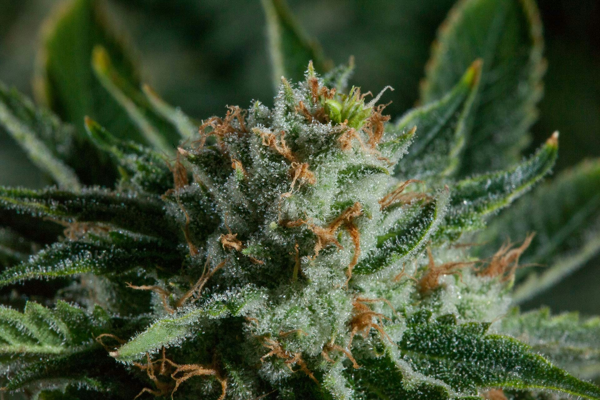The Full Guide To The Best White Weed Strains Out There