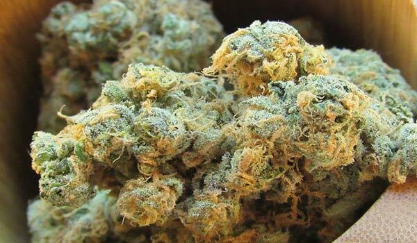 The Full Guide To The Best White Weed Strains Out There